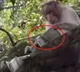 Monkey Steals Money From Tourists in Kodaikanal