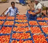 Tomato Farmer Facing Huge Losses Due to Uzi Fly in Chittoor