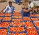 Tomato Farmer Facing Huge Losses Due to Uzi Fly in Chittoor