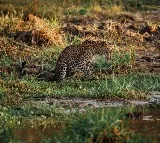 Cheetah Found in Distress in Kurnool District