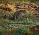 Cheetah Found in Distress in Kurnool District