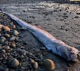 Oarfish Found in Tamil Nadu Creates Panic Due to Superstition