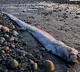 Oarfish Found in Tamil Nadu Creates Panic Due to Superstition
