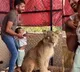 Lion Photo Stunt Sparks Outrage Bad Parenting TV