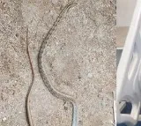 Venomous Snake Dies 5 Minutes After Biting Man In Madhya Pradeshs Balaghat