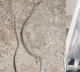 Venomous Snake Dies 5 Minutes After Biting Man In Madhya Pradeshs Balaghat