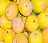 Centre announces compensation for K'taka mango farmers; Union Minister Joshi thanks PM Modi
