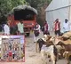 Yadava Sangham Protests at Gandhi Bhavan With Sheep