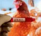 Cambodia records seventh human case of H5N1 bird flu in 2025