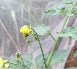 Sugarbag Honey A Natural Alternative to Antibiotics