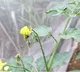Sugarbag Honey A Natural Alternative to Antibiotics