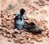 Brave Man fights off leopard attack at brick kiln