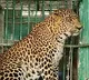 Leopard that mauled four-year-old girl in Valparai trapped by TN Forest Dept