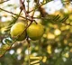 India’s production of horticultural crops rises 3.7 pc in 2024-25