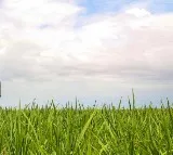 Amudala Ramesh Kamareddy Farmers Struggle with Drying Crops