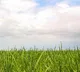 Amudala Ramesh Kamareddy Farmers Struggle with Drying Crops