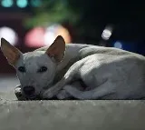 Watchman Throws Dog from 17th Floor in Mumbai