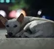 Watchman Throws Dog from 17th Floor in Mumbai