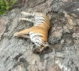 Death of tigress, 4 cubs: Hunt launched for owner of poisoned cow in K'taka