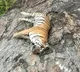 Death of tigress, 4 cubs: Hunt launched for owner of poisoned cow in K'taka