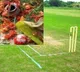 Cricket Tournament in Sri Sathya Sai District Halted Due to Black Magic