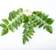 Content Creator Ved Campbell Goes to Mumbai for Curry Leaves