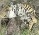 Death of 5 tigers: Two arrested for poisoning big cats in revenge for cow's killing