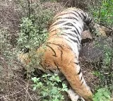 Another tigress death reported in Karnataka