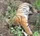 Another tigress death reported in Karnataka