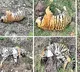 Karnataka Tigers Death Case Solved Revenge Killing