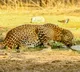 Leopard sightings and attacks trigger panic in TN's Coimbatore; monitoring intensifies
