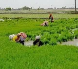 As cooperative societies delay crop loan, TN farmers forced to seek private money lenders