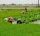 As cooperative societies delay crop loan, TN farmers forced to seek private money lenders