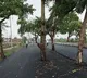 Bihar Road Project 100 Crore Road Construction with Trees in the Middle
