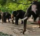 Rejuvenation therapy for 22 Guruvayur elephants begins