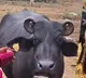 Bunni Buffalo Sells for Record Price of Rs 14 Lakh in Gujarat
