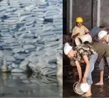 Haryana Flood Rs 60 Crore Loss at Saraswati Sugar Mill