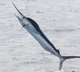 Fisherman Chodapalli Erraiah dragged into sea by 100kg fish in Anakapalli