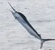 Fisherman Chodapalli Erraiah dragged into sea by 100kg fish in Anakapalli