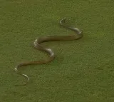 Sri Lanka Cricket Snake Interrupts Sri Lanka vs Bangladesh Match