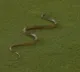 Sri Lanka Cricket Snake Interrupts Sri Lanka vs Bangladesh Match