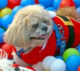 Surat Municipal Corporation Requires NOC from 10 Neighbors to Own a Dog