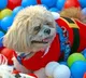 Surat Municipal Corporation Requires NOC from 10 Neighbors to Own a Dog