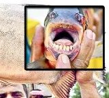 Roopchand Fish With Human Like Teeth Found in West Godavari