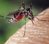 Tetravax DV Dengue Vaccine Clinical Trial Update