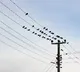 Why Birds Dont Get Shocked on Power Lines Explained