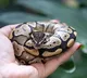Ball Python A Calm Snake to Raise as Pet