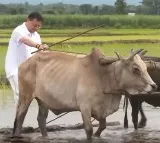 CM Pushkar Singh Dhami Turns Farmer Plows Field Video Viral