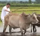 CM Pushkar Singh Dhami Turns Farmer Plows Field Video Viral
