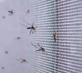 AP Government Using AI for Mosquito Control